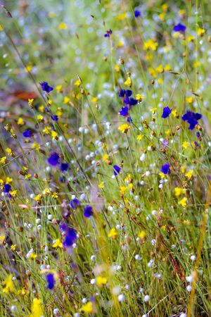 Utricularia delphinoides Thor.ex Pell. flowe blooming  in the field at Mukdahan Nation Park, Thailand.の写真素材