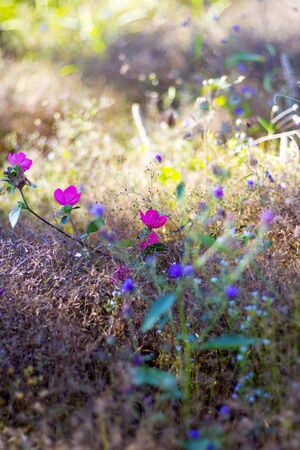 Pavonia rigida (Wall. ex Mast.) Hochr. Malvaceae.flower beautiful with bokeh at Mukdahan Nation Park, Thailandの写真素材