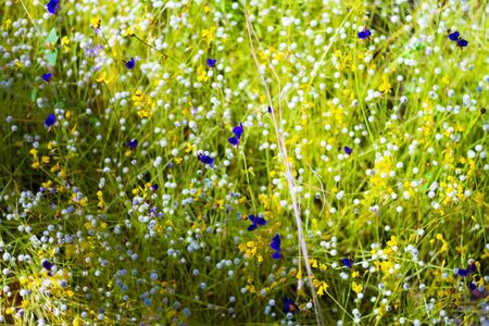 Eriocaulon smitinandii Mold.flower with green background in the Mukdahan Nation Park, Thailand.の写真素材