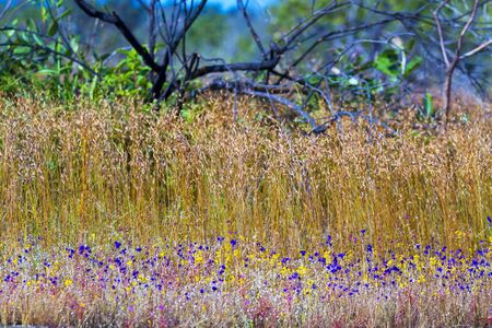 Utricularia delphinoides Thor.ex Pell. flower beautiful  and dry tree at Mukdahan Nation Park, Thailandの写真素材