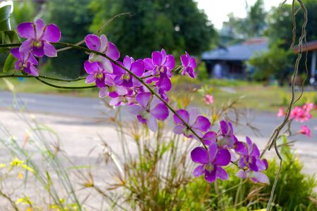 Rhynchostylis retusa ,vanda orchids flower with bacground in Thailand.の写真素材