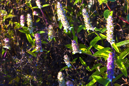 Platostoma cochinchinenses (Lour) Pat. LAMIACEAE flower and small gass at Mukdahan Nation Park,...