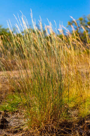 Clump of grass dry and dead beautiful in field at  Mukdahan Nation Park, Thailand