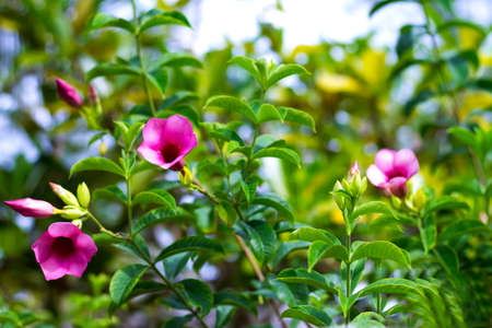 Hibiscus flower beautiful with bokeh background in park countryside Thailand