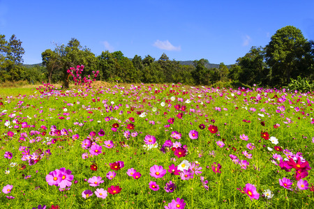 Field cosmos flower beautiful with sunshine and sky background at Loei Province, Thailandの写真素材