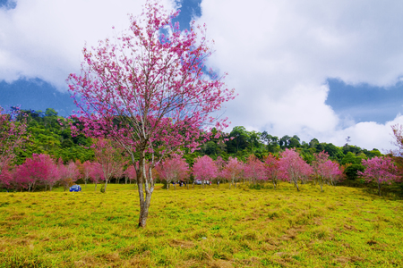 Cherry blossom flower or Sakural with yellow meadow in forest at Phu Lom Lo, Loi province Thailandの写真素材