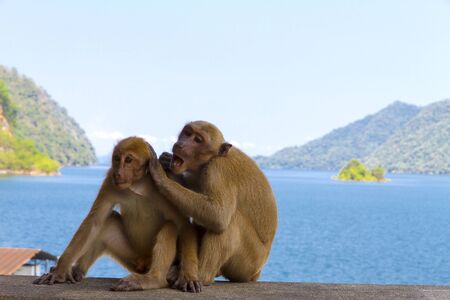 Old two monkey sit relax on water dam and nature of waterproof dam in Kanchanaburi province,...