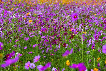 Cosmos flower idyllic wiht pink and yellow in garden on countryside at Chiang Rai province, Thailandの写真素材