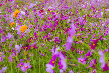 Cosmos flower idyllic wiht pink and green in garden on countryside at Chiang Rai province, Thailandの写真素材
