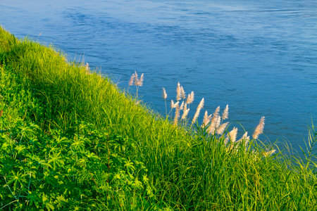 Sunshine morning and green grass on the Mekong River, Chiang Khong, Chiang Rai Province, Thailandの写真素材
