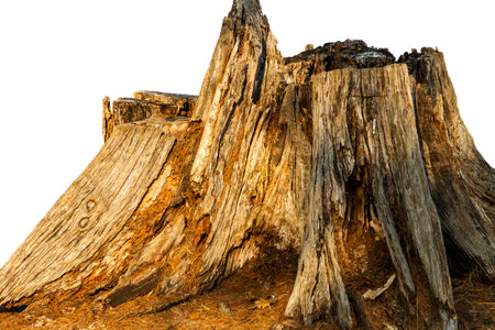 Pine stump on dead tree isolated on white with background. It is old pine on beach thailand.の写真素材