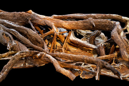 Pine stump and roots on dead tree isolated on white background. It is an old pine on a beach in...