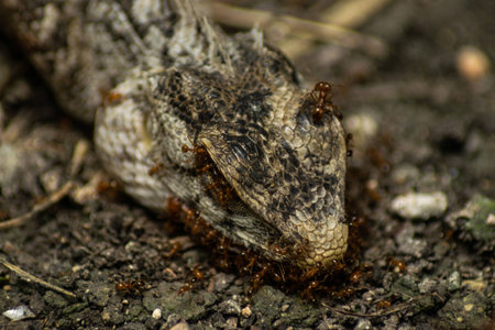 Ant eats gecko carcass in the ground.の写真素材