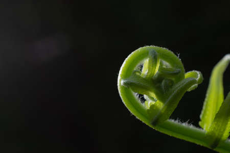 Close up of the leaf in the summer.の写真素材