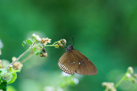 The beautifull butterfly on the blossom flower