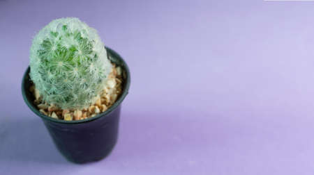 Feather cactus on black potted with copy space.の写真素材