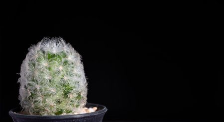 Mammillaria plumosa  on potted in black background.の写真素材