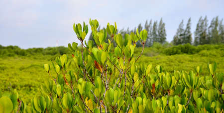 Treetop of mangrove and the nature of the forestの写真素材