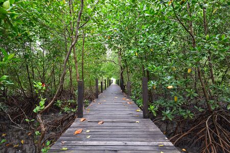 Entrance to the wonderland of mangrove forest more with wood and fresh air in Rayong,Thailandの写真素材