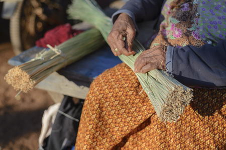Grandma is preparing Sedge for woven mat in the morningの写真素材
