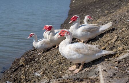 Ducks play in the canal.