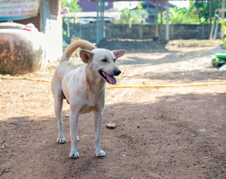 Handsome dog looking for somethingの写真素材
