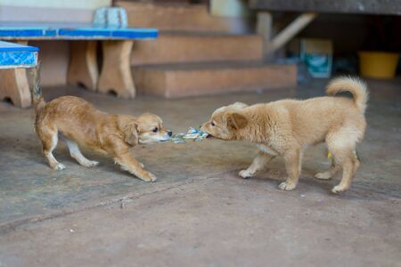 Two dog are playing togetherの写真素材