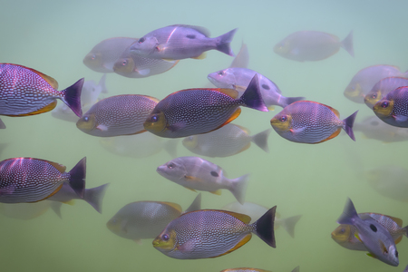 The fish in the waterの写真素材