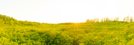 Mangrove forest and sunset background at Tung Prong Thong Rayong,Thaiandの写真素材