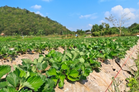 strawberry garden at samoeng, chiangmai thailandの写真素材