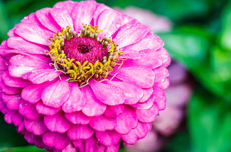 flower macro, dahlia colorful flower pink