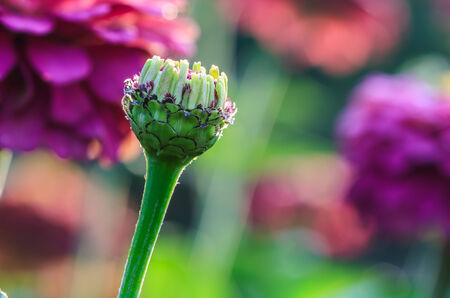 budding flower, dahlia colorful flowerの写真素材