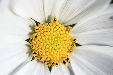 white color of cosmos flower, backgroundの写真素材