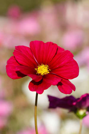 red color of cosmos flowerの写真素材