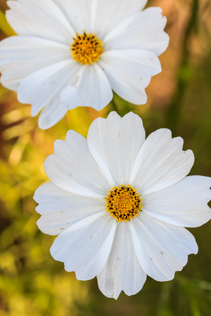 white color of cosmos flowerの写真素材
