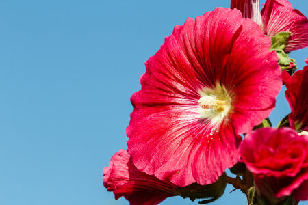 hollyhock colorful flower red, in blue skyの写真素材