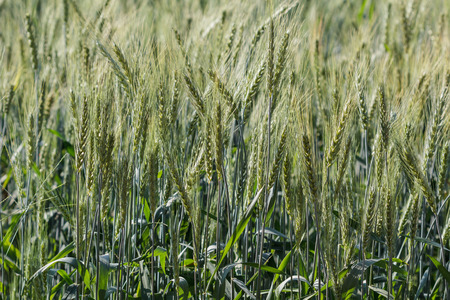 barley fields In the morning, asia, thailandの写真素材