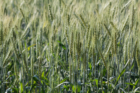 barley fields In the morning, asia, thailandの写真素材