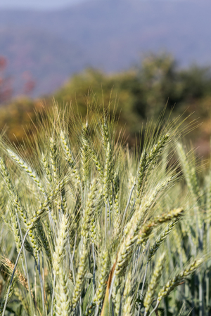 barley fields In the morning, asia, thailandの写真素材