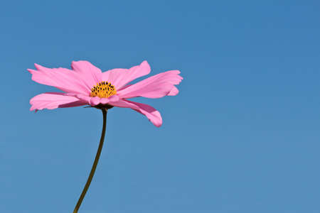 cosmos vivid flower close-up on blueskyの写真素材