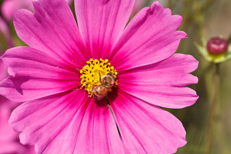 Foraging Honey Bee in gardenの写真素材