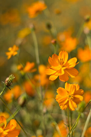 Yellow color of cosmos flowerの写真素材