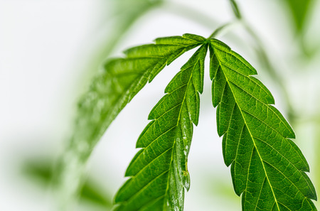 marijuana leaf ,shot in the studioの写真素材