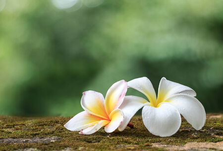 Plumeria flowers, Beautiful White inflorescenceの写真素材