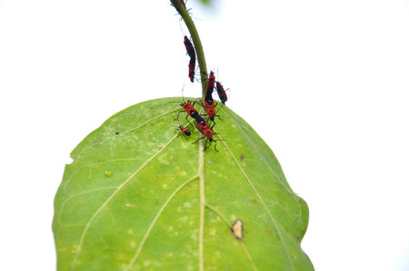 Insect on leaf