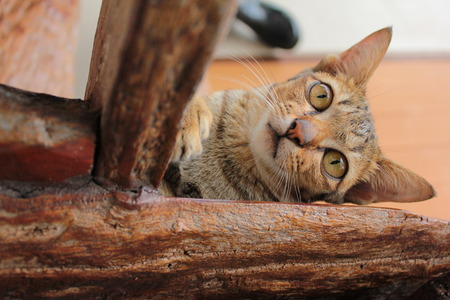 kitty sitの写真素材