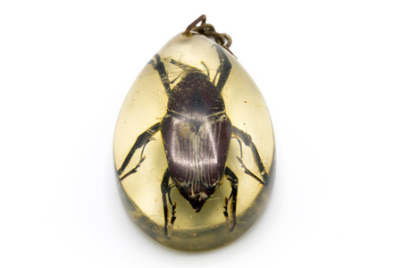 Beetle isolated on white background. It copy space and selection focusの写真素材