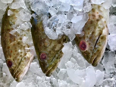 sea food patternの写真素材