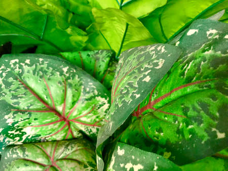 color texture. Abstract background, empty template. Selective focus.の写真素材