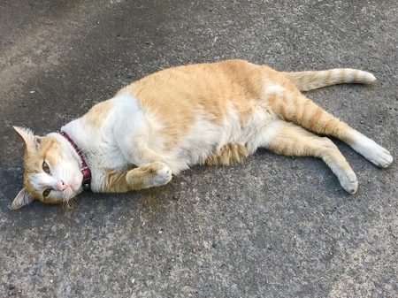 street catの写真素材